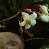 Ardisia crenata Sims